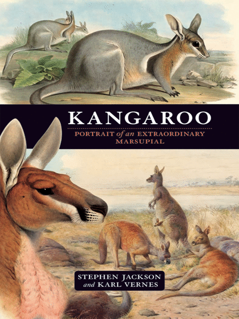 Kangaroo