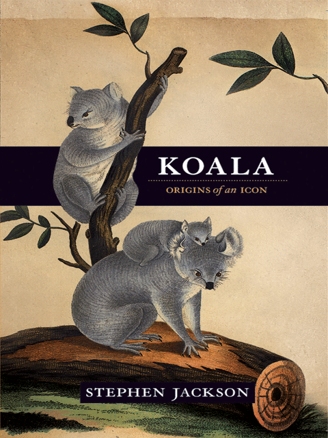 Koala