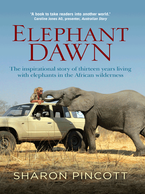 Elephant Dawn