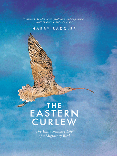 The Eastern Curlew