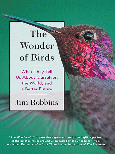 The Wonder of Birds