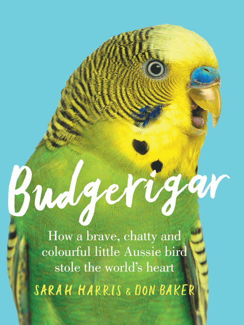 Budgerigar