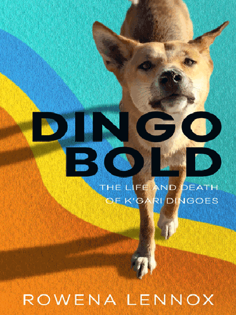 Dingo Bold